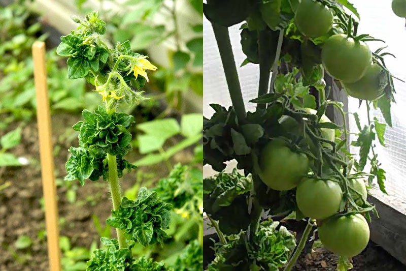 выращивание томата палка