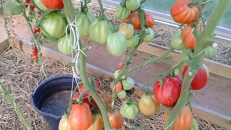 высокоурожайный сорт томатов