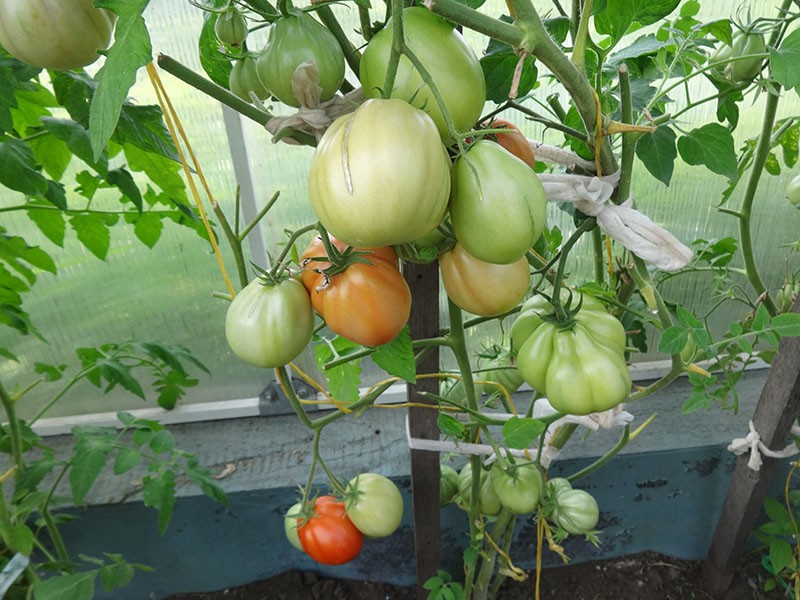 выращивание томата пузата хата