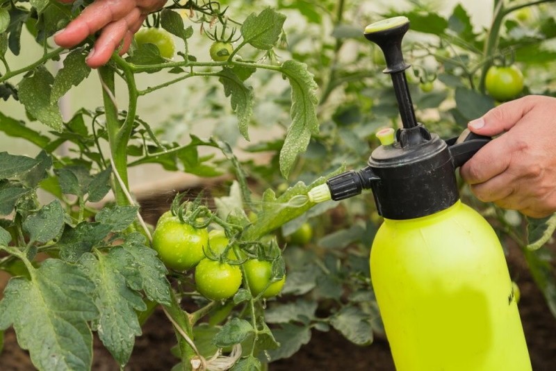 удобрения для томатов в теплице в период плодоношения