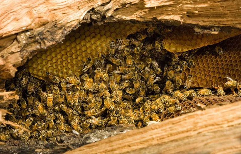 мед диких пчел