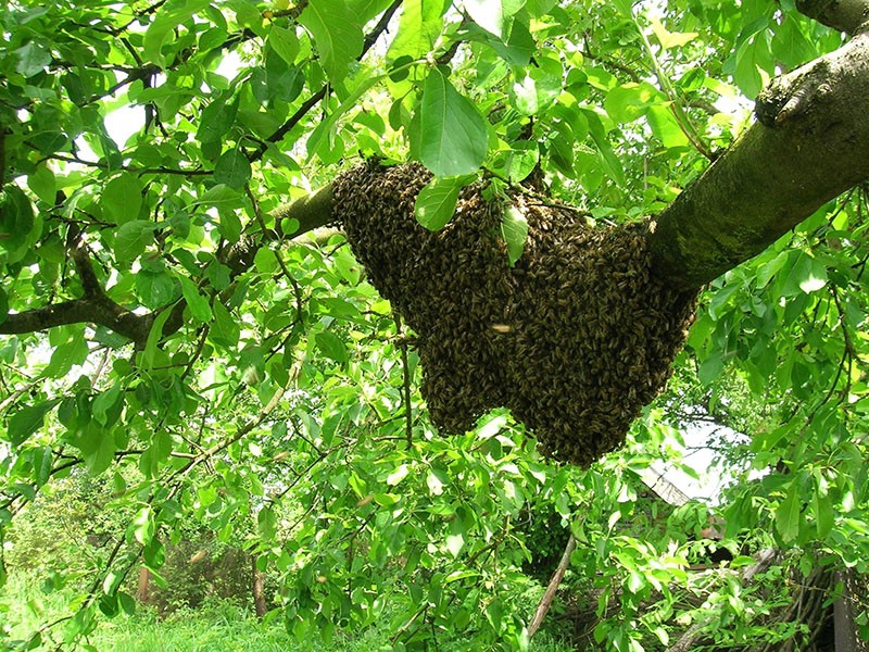 дикие пчелы в естественной среде