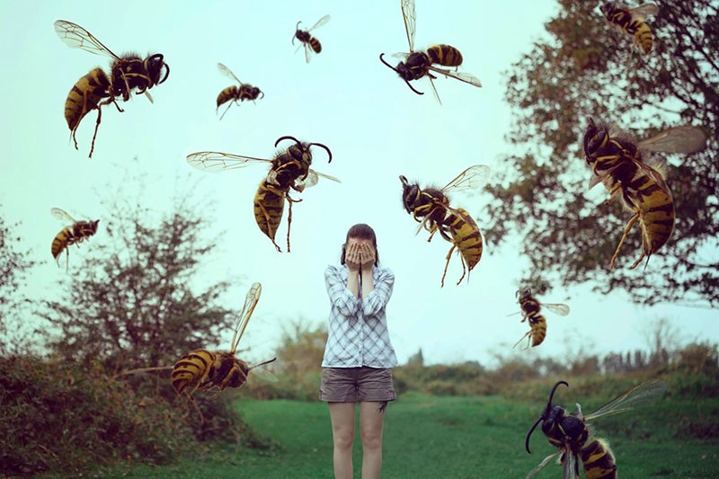 агрессивные дикие пчелы