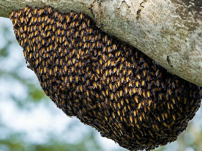 пчелиное гнездо в лесу