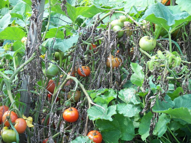 вертициллезное увядание томатов