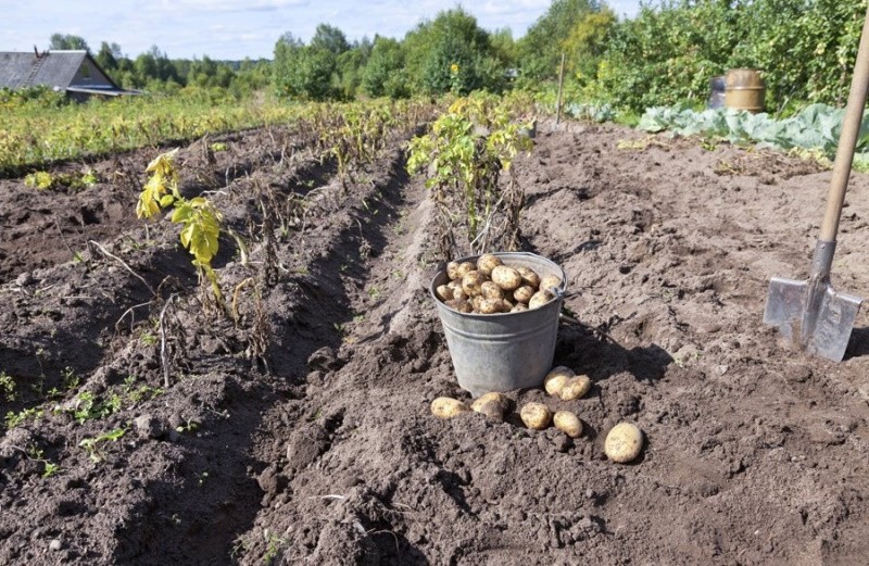 сбор урожая картофеля