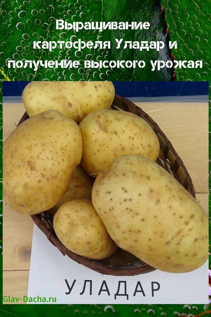 выращивание картофеля уладар