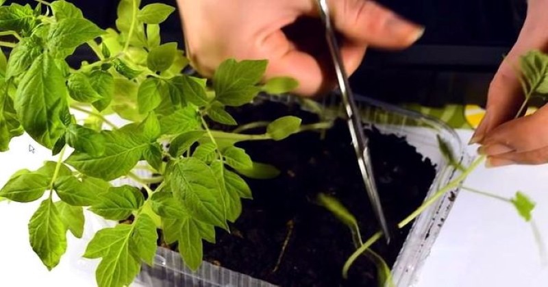 Японская агротехника томатов — как вырастить здоровые растения и получить высокий урожай