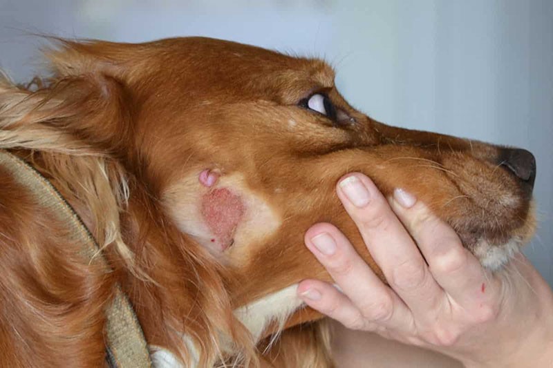 кожное заболевание у собаки