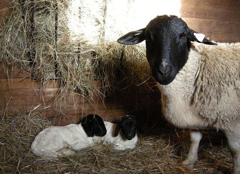 овца с ягнятами