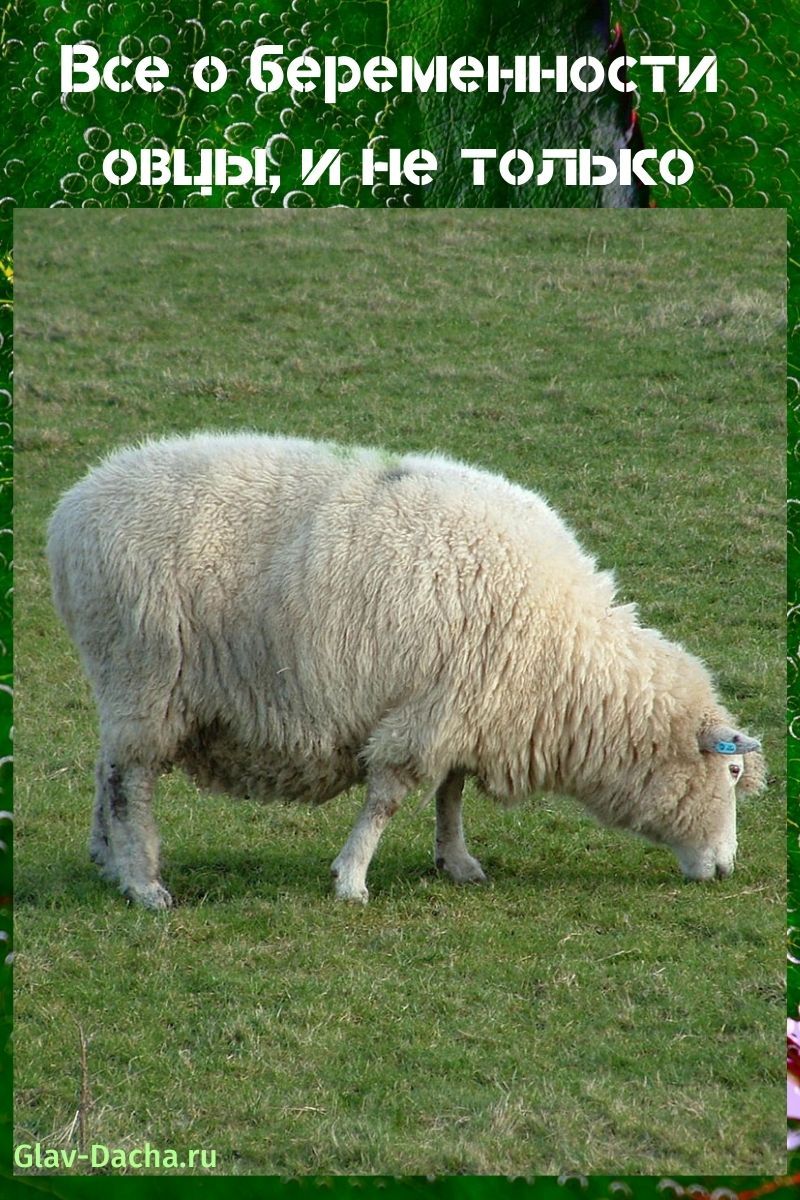 все о беременности овцы