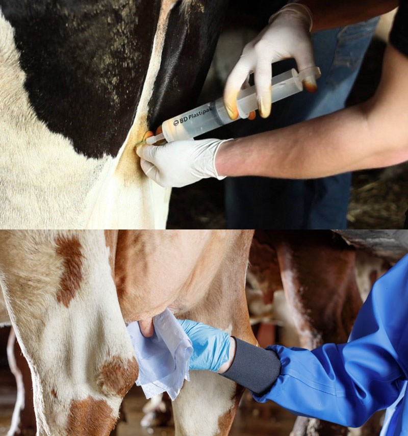 медикаментозное лечение вымени у коров