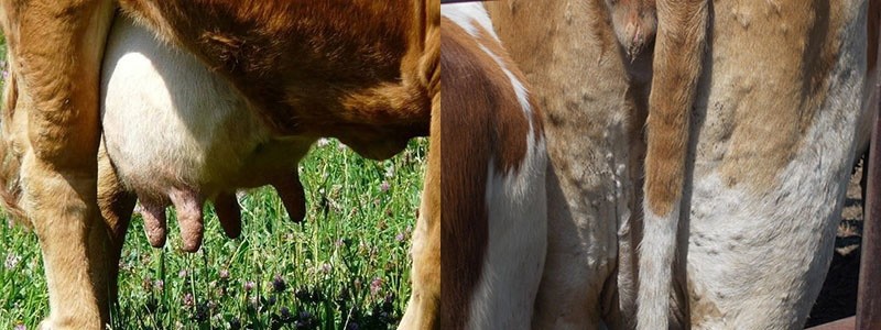 у коровы дерматит вымени