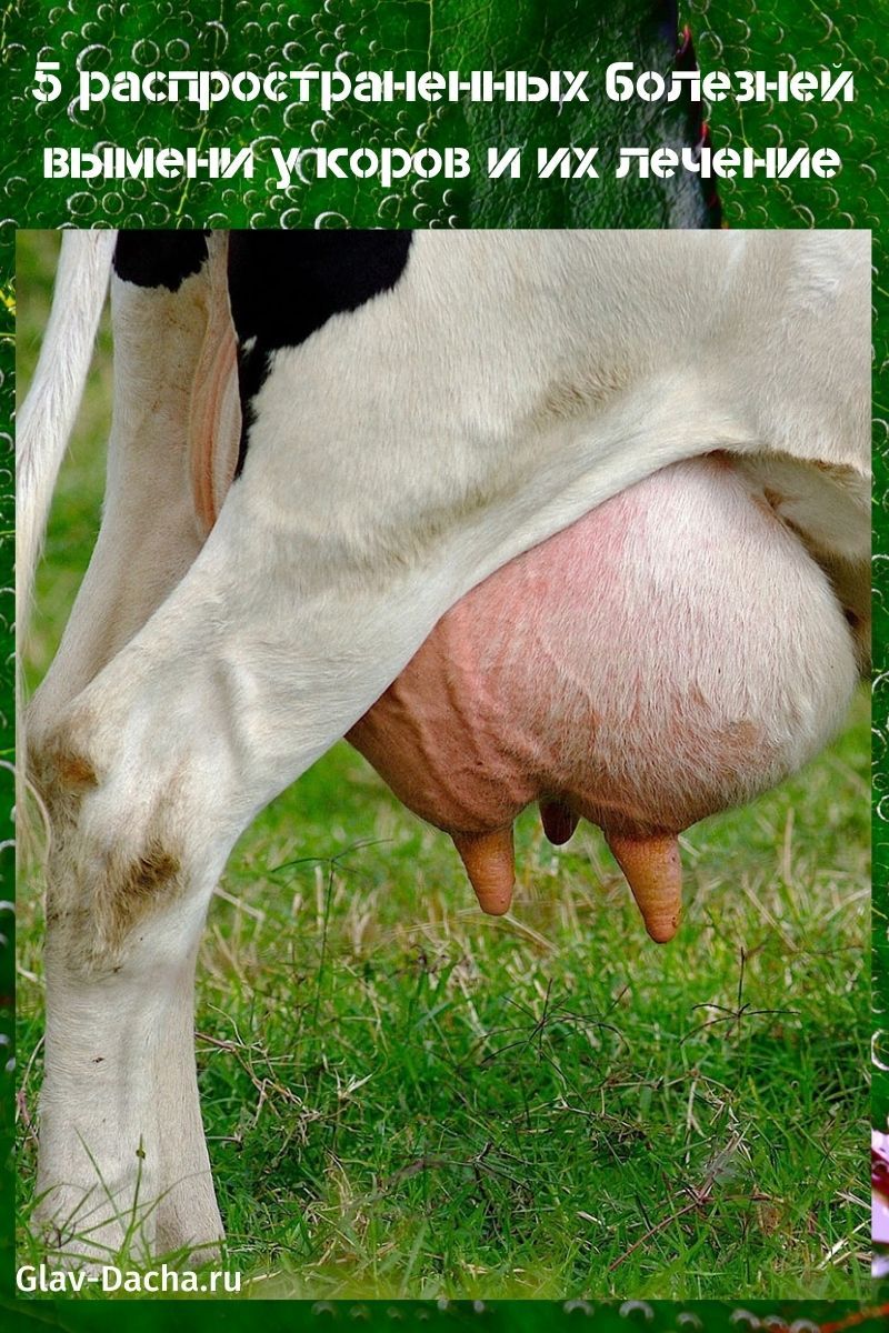пять болезней вымени у коров
