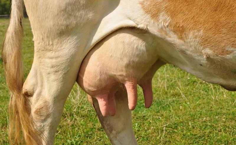 симптомы болезней вымени у коров