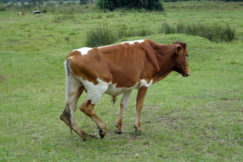 травмы копыт коров