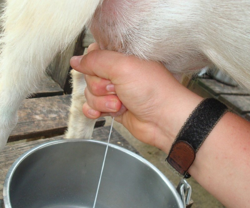 кормление коз для увеличения молока