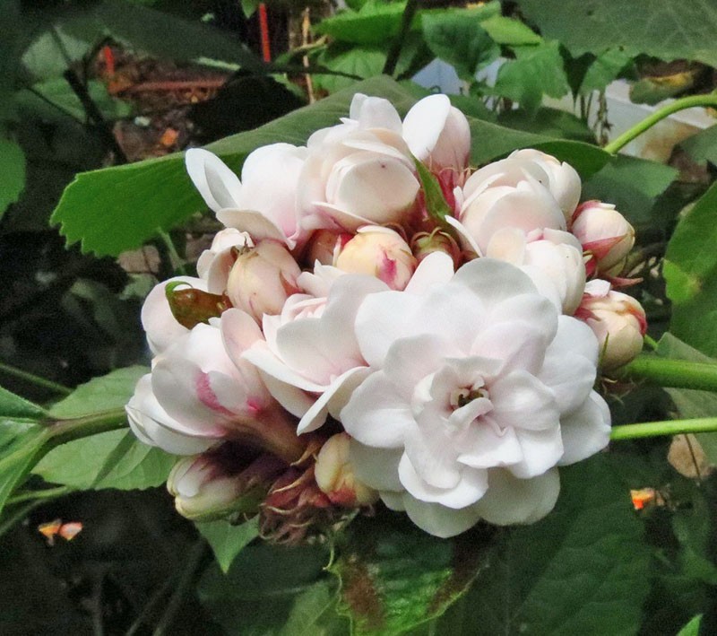 ароматное цветение клеродендрума филиппинского