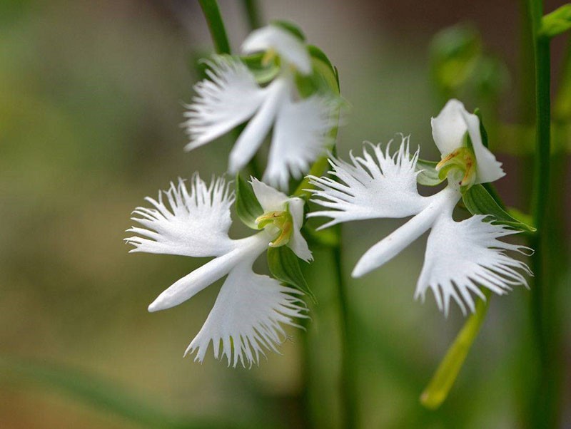 орхидея хабенария радиата