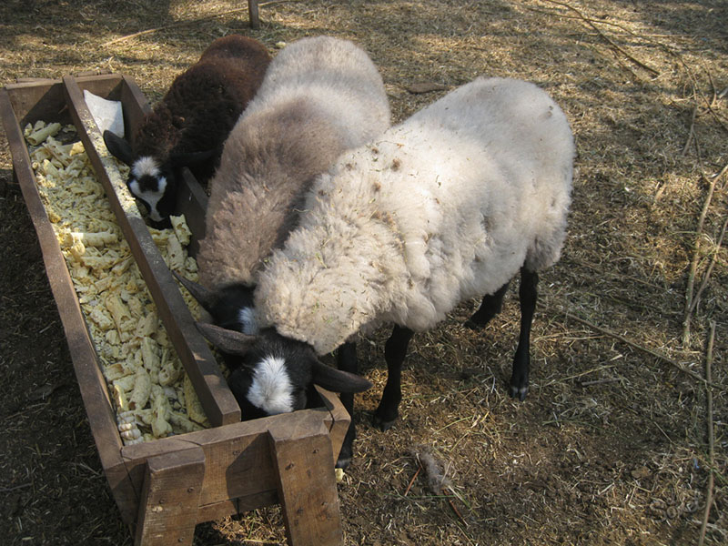 кормушка для овец