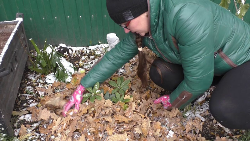 подготовка рододендронов к зиме