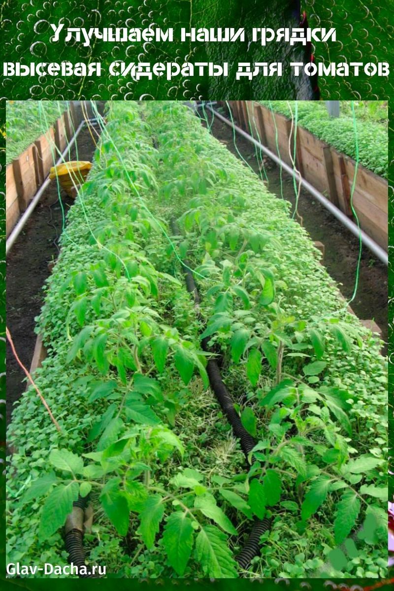Сидераты для томатов в теплице и на открытых грядках, сроки посева
