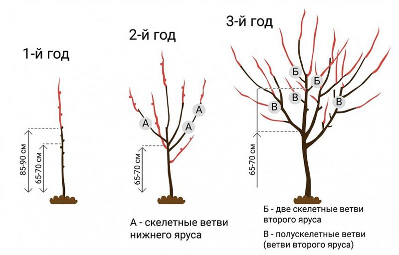 схема обрезки вишни на зиму с 1 до 4 лет