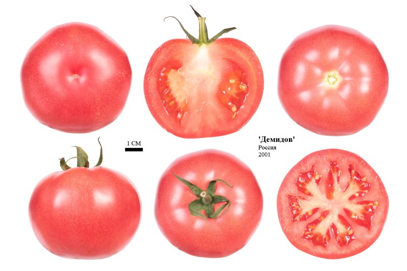 плоды томата демидов