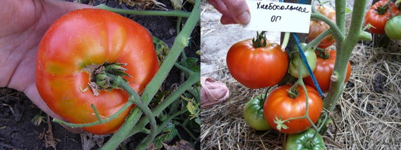 достоинства и недостатки томатов