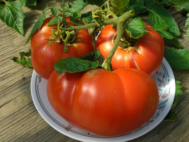 крупные плоды томата