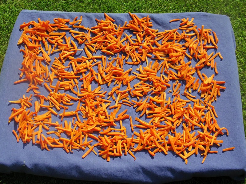 сушим морковь на свежем воздухе