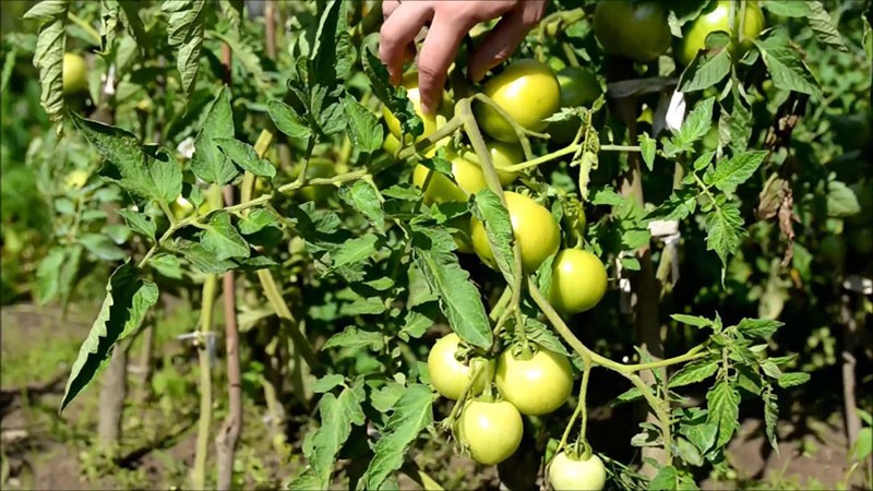 выращивание томатов сорта торбей