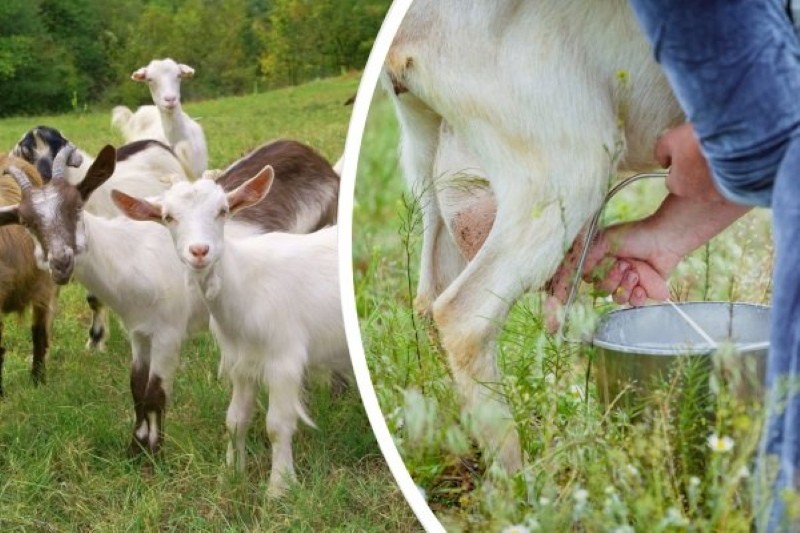 у какой породы коз молоко без запаха