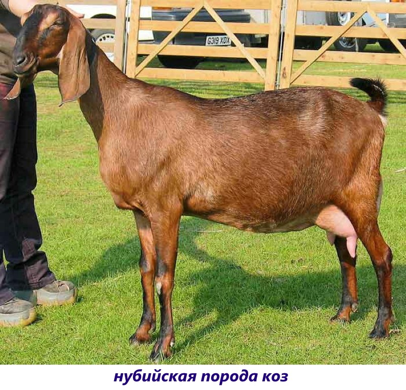 нубийская порода коз