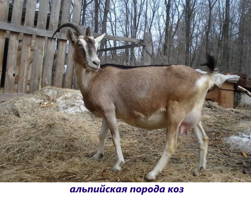 альпийская порода коз