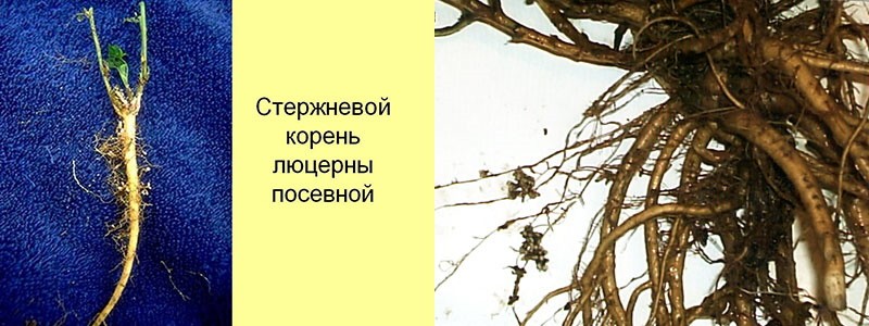 корневая система люцерны