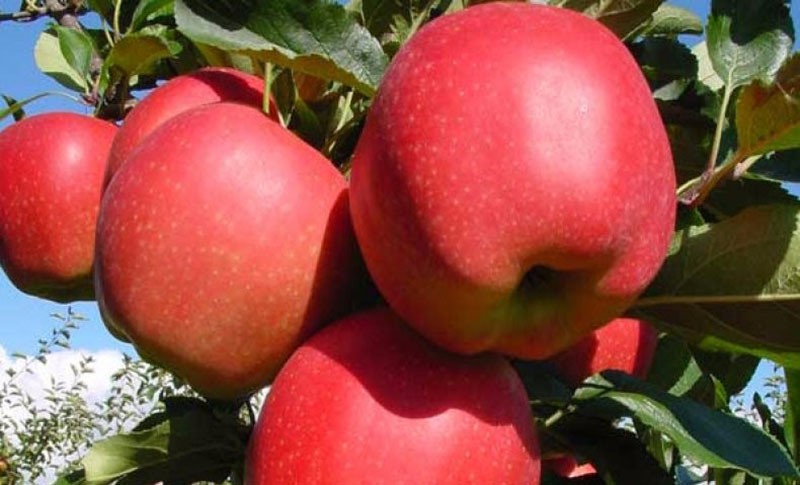 яблоки Гала Ред