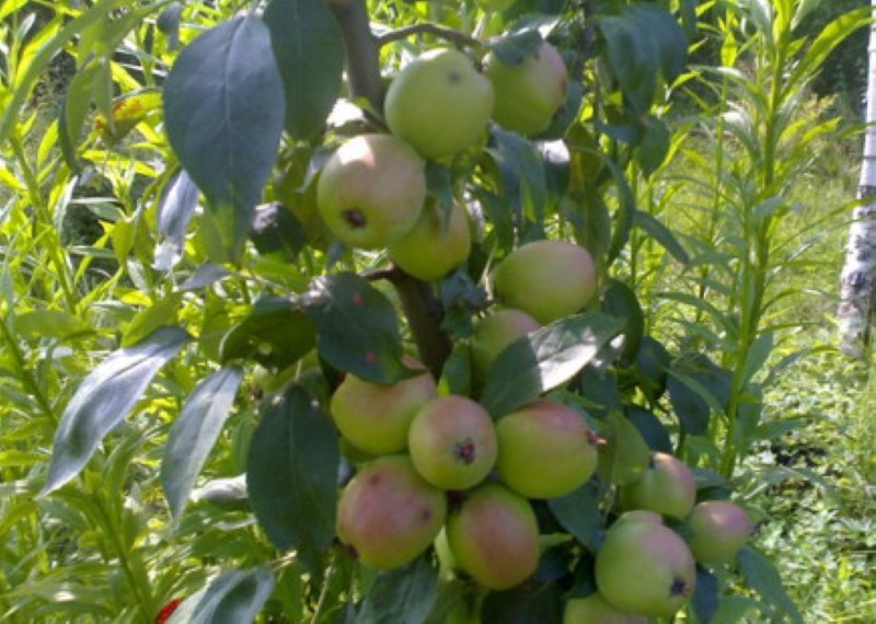 подвиды яблони аркадик