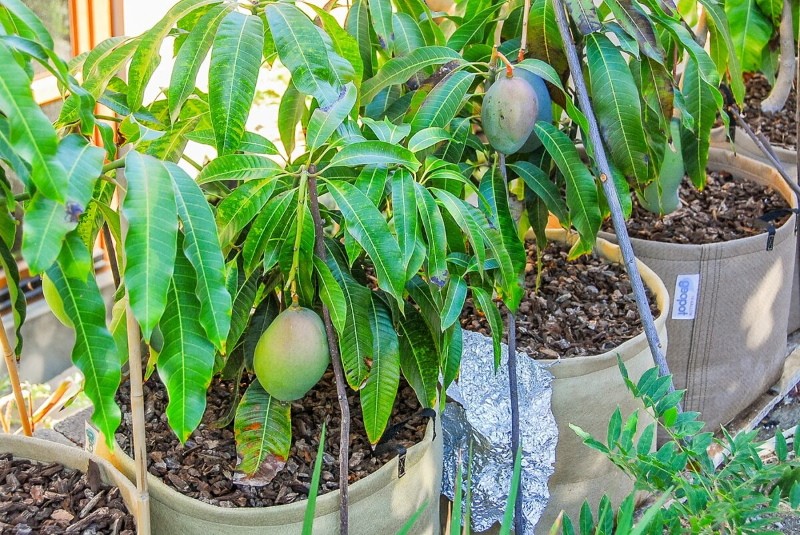даст ли плоды сеянец манго из косточки