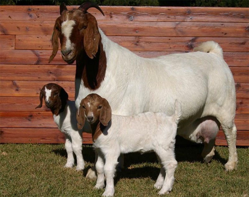 коза с козлятами