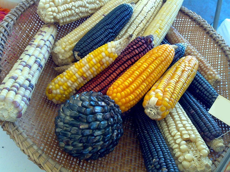 разные сорта кукурузы