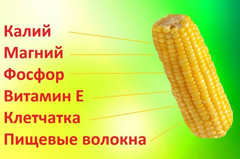 состав зерен кукурузы