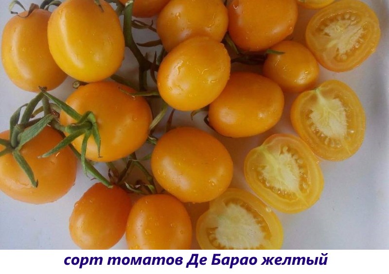 сорт томатов де барао желтый