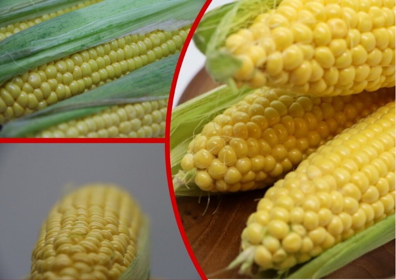 как долго хранится кукуруза в початках
