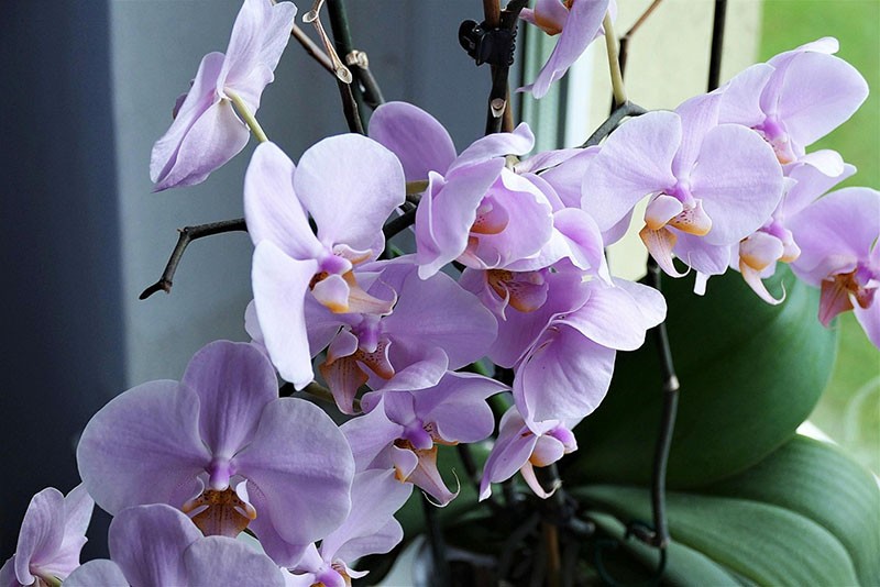 пышное цветение орхидеи