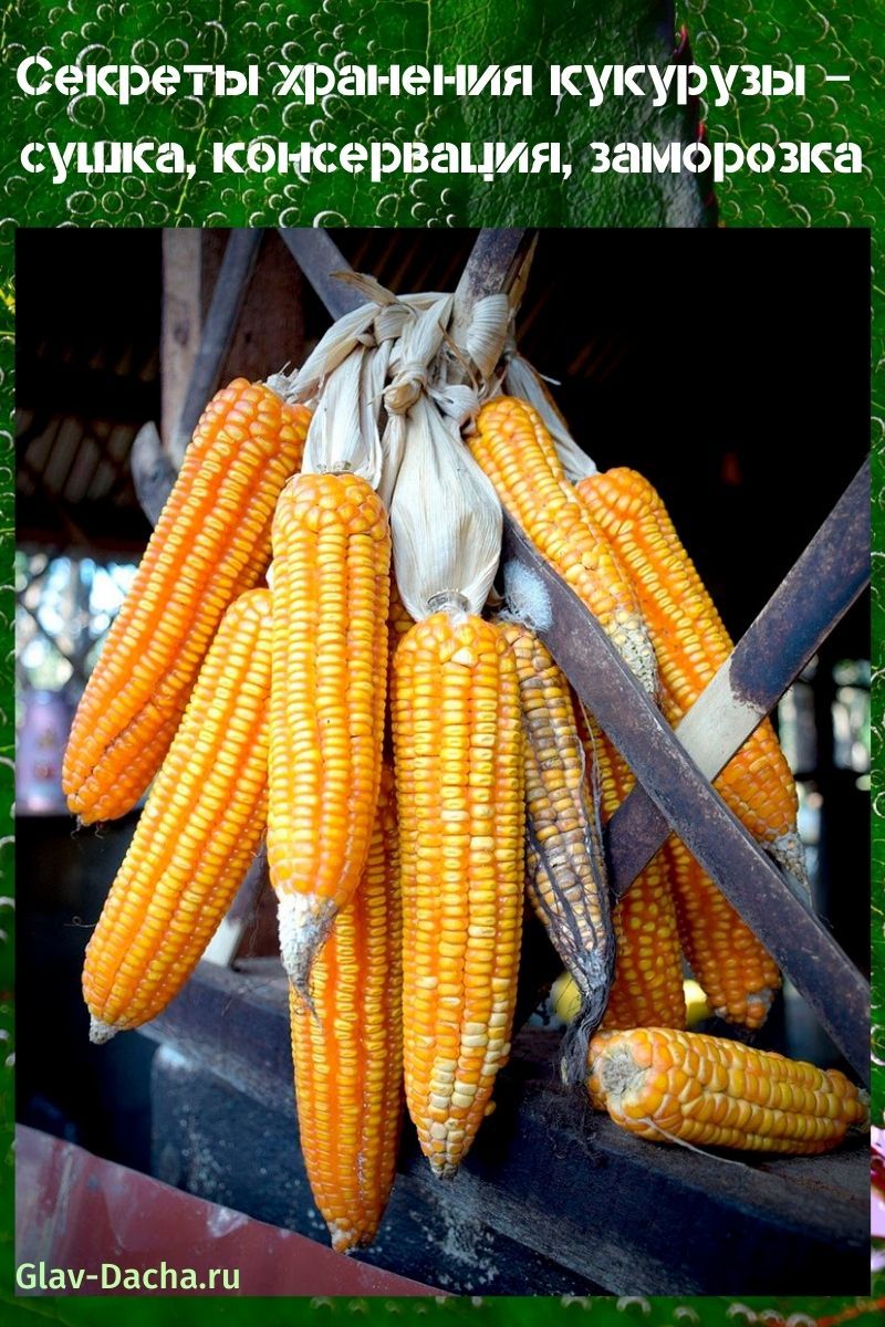 способ хранения кукурузы