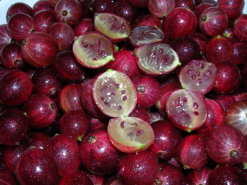 ягоды крыжовника краснославянский