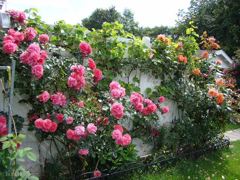украшение сада плетистая роза розариум ютерсен