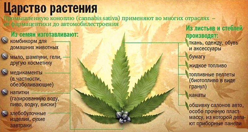 Конопля и ее полезные свойства и противопоказания как легально курить марихуану в россии