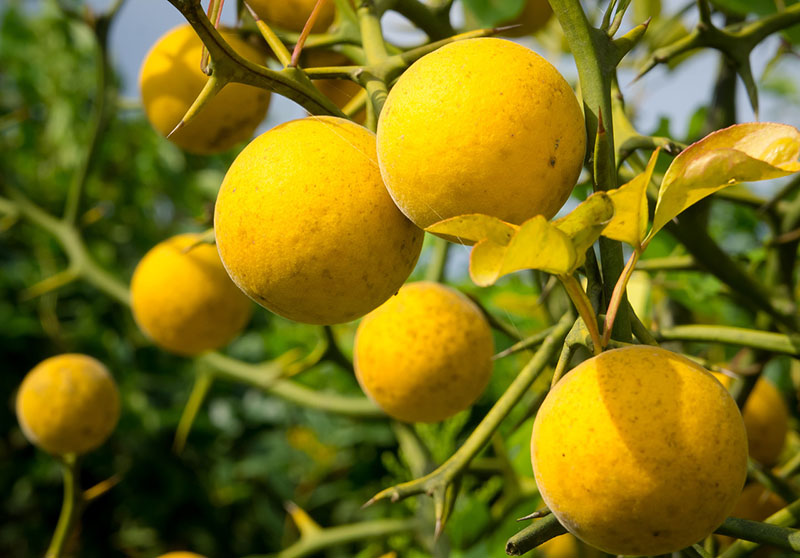 декоративный дикий лимон